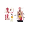 Picture of THE HUMAN BODY
